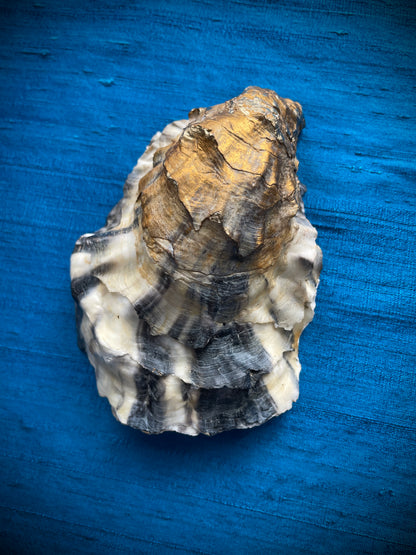 Calligraphy Oyster Shell 'She Whispered'