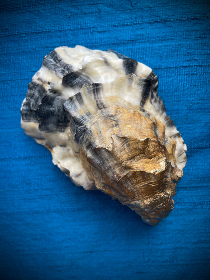 Calligraphy Oyster Shell 'She Whispered'