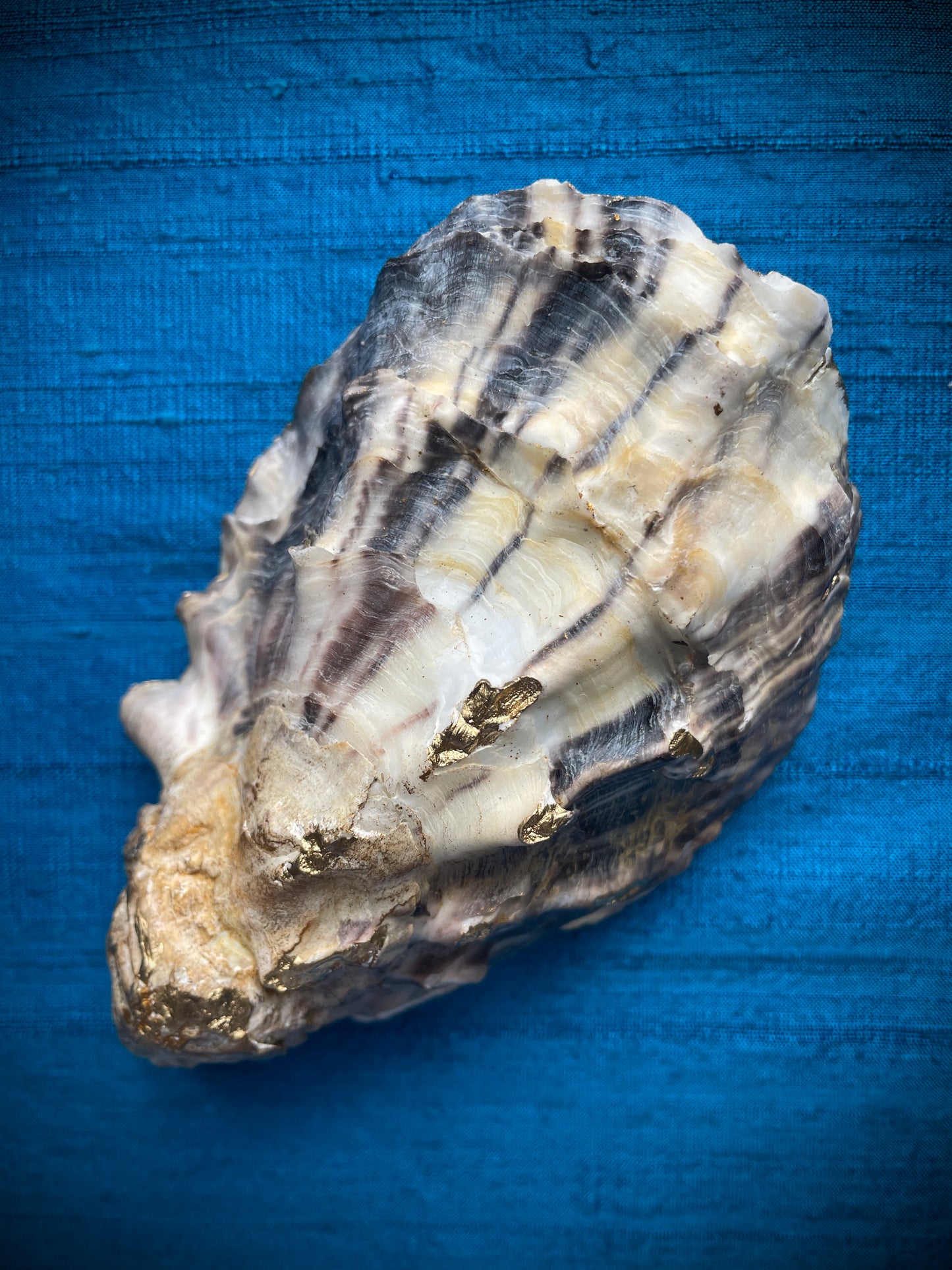 Calligraphy Oyster Shell 'Swim With Me'